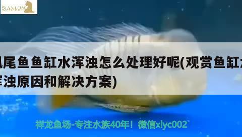 鳳尾魚魚缸水渾濁怎么處理好呢(觀賞魚缸水渾濁原因和解決方案) 白子球鯊魚