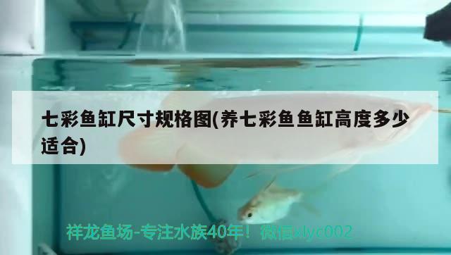 皇冠黑金魟魚變色了(黑金魟魚和皇冠黑金魟魚區(qū)別)