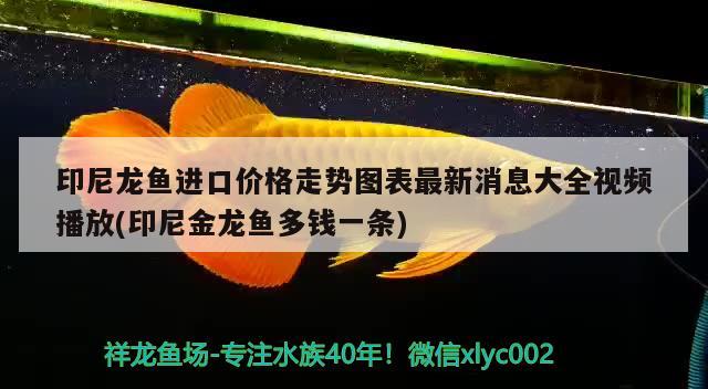 印尼龍魚進口價格走勢圖表最新消息大全視頻播放(印尼金龍魚多錢一條)