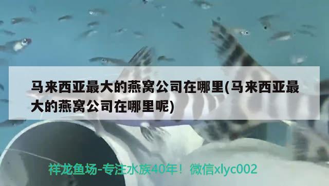 寧德觀賞魚養(yǎng)殖企業(yè)名單查詢(寧德觀賞魚養(yǎng)殖企業(yè)名單查詢電話) 元寶鳳凰魚專用魚糧 第2張