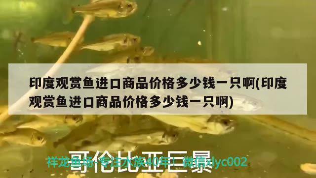 清理魚缸魚怎么處理視頻講解  充氧泵 第3張