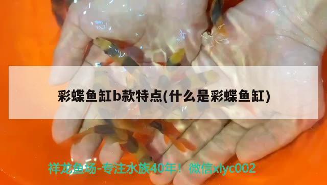 彩蝶魚缸b款特點(什么是彩蝶魚缸) 過背金龍魚