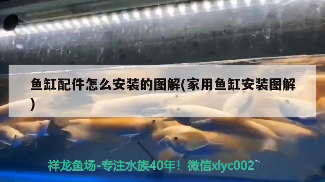 鷹潭觀賞魚有幾家（ 鷹潭觀賞魚有幾家店） 小型觀賞魚