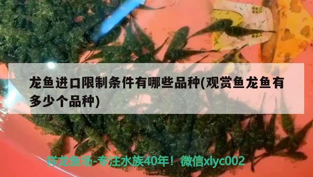 龍魚進(jìn)口限制條件有哪些品種(觀賞魚龍魚有多少個品種) 觀賞魚進(jìn)出口