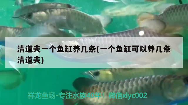 清道夫一個魚缸養(yǎng)幾條(一個魚缸可以養(yǎng)幾條清道夫)