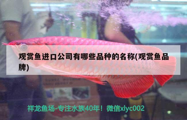 鷹潭觀賞魚市場九龍圖 觀賞魚市場（混養(yǎng)魚） 第3張