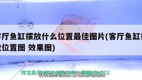 客廳魚缸擺放什么位置最佳圖片(客廳魚缸擺放位置圖效果圖)