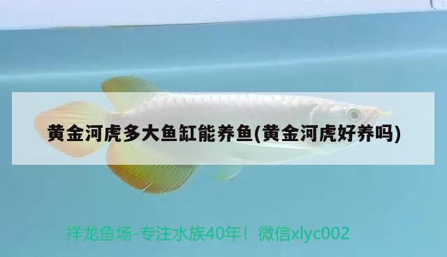 黃金河虎多大魚(yú)缸能養(yǎng)魚(yú)(黃金河虎好養(yǎng)嗎)