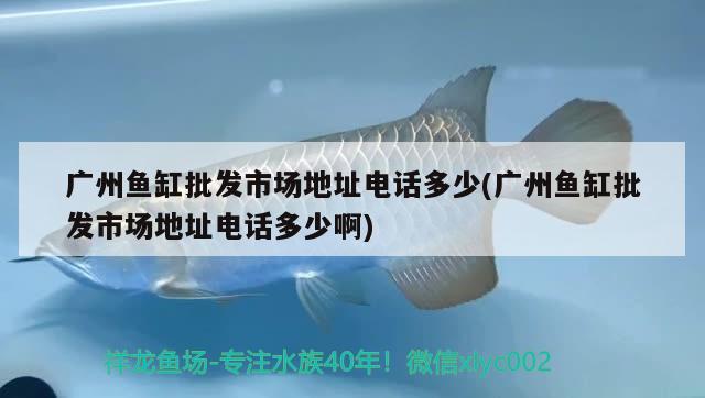 45公分大水牛超級霸氣 野生地圖魚 第1張