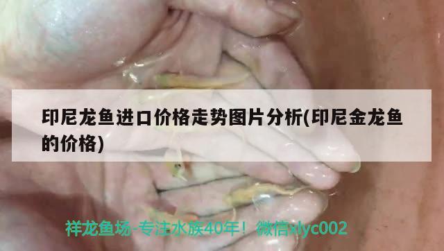 七彩雷龍魚打架視頻 七彩雷龍魚配對(duì) 馬拉莫寶石魚苗 第1張