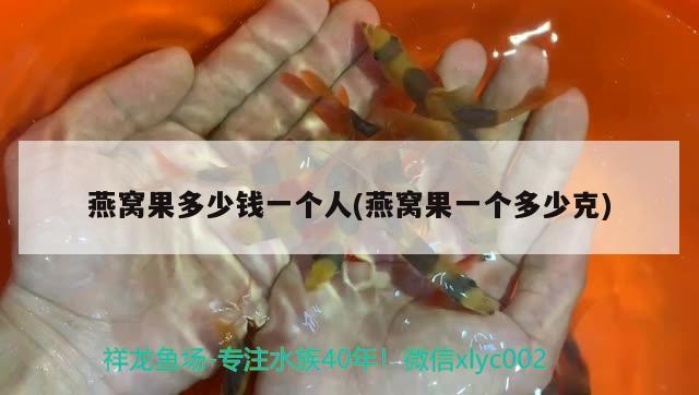 銀龍魚能養(yǎng)嗎有毒嗎（銀龍魚值得養(yǎng)嗎） 銀龍魚百科 第2張