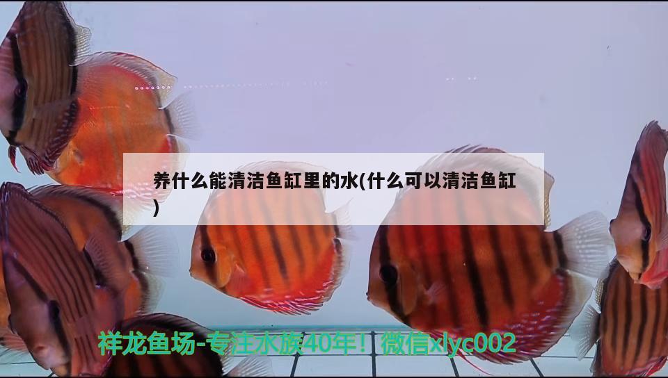 養(yǎng)什么能清潔魚缸里的水(什么可以清潔魚缸) 翡翠鳳凰魚