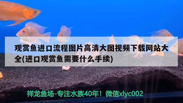 觀賞魚(yú)進(jìn)口流程圖片高清大圖視頻下載網(wǎng)站大全(進(jìn)口觀賞魚(yú)需要什么手續(xù)) 觀賞魚(yú)進(jìn)出口