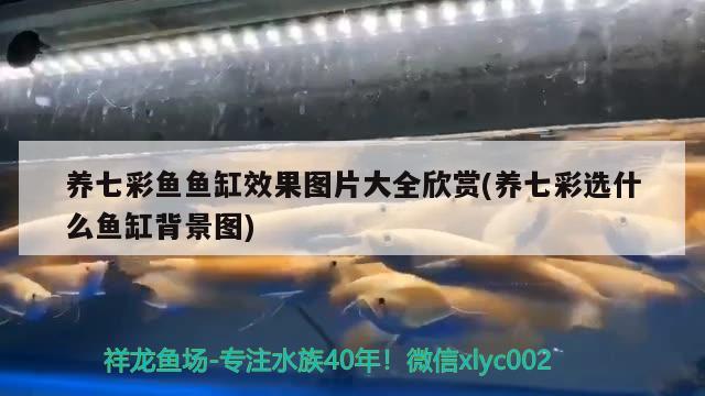 養(yǎng)七彩魚魚缸效果圖片大全欣賞(養(yǎng)七彩選什么魚缸背景圖)