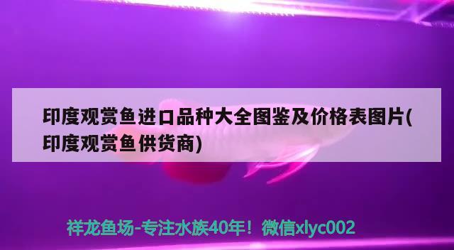 印度觀賞魚進口品種大全圖鑒及價格表圖片(印度觀賞魚供貨商)