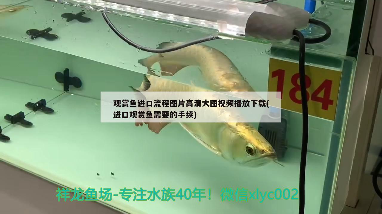 觀賞魚(yú)進(jìn)口流程圖片高清大圖視頻播放下載(進(jìn)口觀賞魚(yú)需要的手續(xù)) 觀賞魚(yú)進(jìn)出口