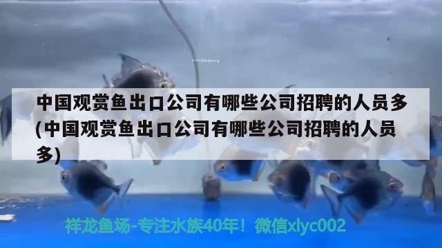 中國觀賞魚出口公司有哪些公司招聘的人員多(中國觀賞魚出口公司有哪些公司招聘的人員多) 觀賞魚進出口