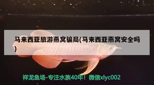 魚缸過濾泵嗡嗡噪音大影響樓下(魚缸里的過濾泵噪音會對小魚有影響嗎) 黃吉金龍（白子金龍魚）