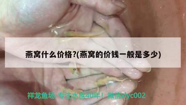 為什么恐龍魚不吃東西了還會死 為什么恐龍魚不吃東西了還會死亡 鐵甲武士 第2張