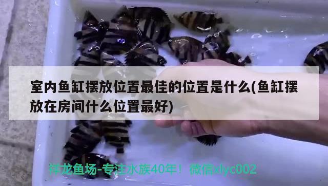 印尼觀賞魚進口價格多少錢一條啊視頻下載(印尼觀賞魚進口價格多少錢一條啊視頻下載安裝)