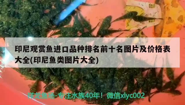 印尼觀賞魚進口品種排名前十名圖片及價格表大全(印尼魚類圖片大全) 觀賞魚進出口