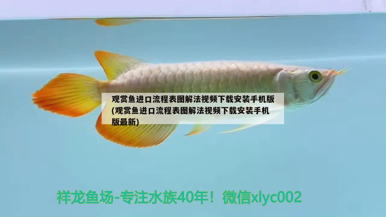 觀賞魚進(jìn)口流程表圖解法視頻下載安裝手機(jī)版(觀賞魚進(jìn)口流程表圖解法視頻下載安裝手機(jī)版最新)