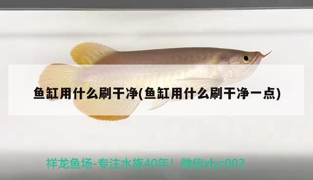 金龍魚(yú)虎魚(yú)混養(yǎng)（金龍魚(yú)虎魚(yú)混養(yǎng)用什么底色好）