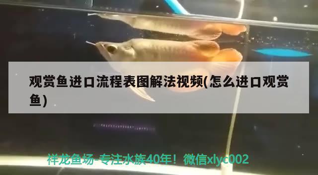 觀賞魚進(jìn)口流程表圖解法視頻(怎么進(jìn)口觀賞魚) 觀賞魚進(jìn)出口