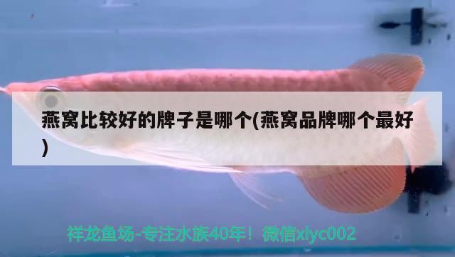 魚缸過濾器有小蟲子怎么處理（底濾魚缸為何有蚊蟲） 野彩魚 第2張