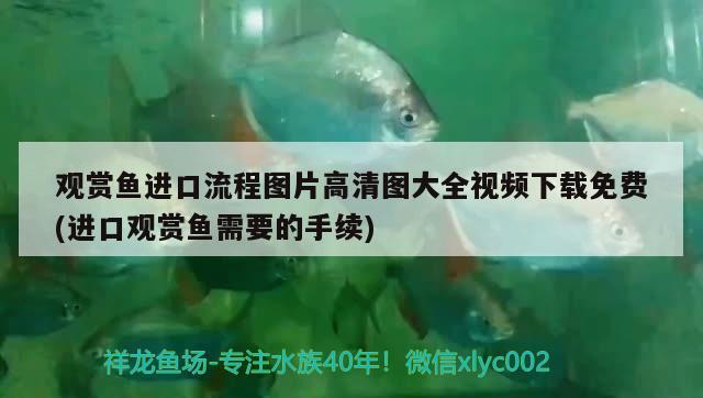 挑選紅龍魚的好壞視頻，如何挑選紅龍魚的好壞視頻