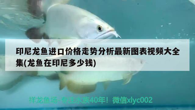 印尼龍魚進口價格走勢分析最新圖表視頻大全集(龍魚在印尼多少錢) 觀賞魚進出口