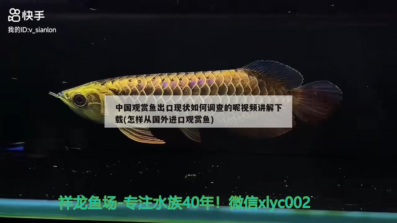 中國觀賞魚出口現(xiàn)狀如何調(diào)查的呢視頻講解下載(怎樣從國外進(jìn)口觀賞魚) 觀賞魚進(jìn)出口