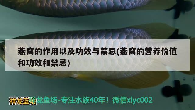 燕窩的作用以及功效與禁忌(燕窩的營養(yǎng)價值和功效和禁忌) 馬來西亞燕窩