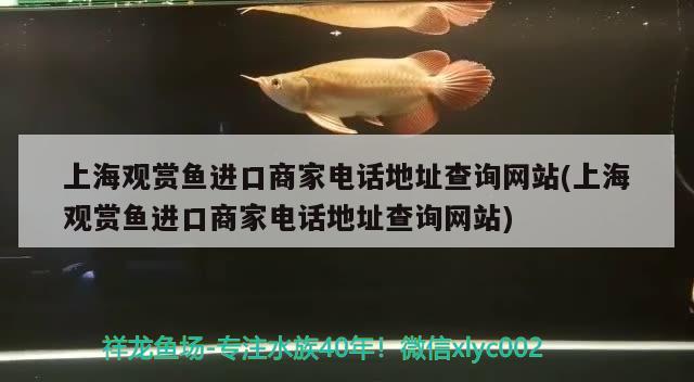 黑帝魟魚(yú)價(jià)格，白紋黑帝魟魚(yú)一般能長(zhǎng)多大? 觀賞魚(yú) 第1張