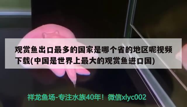 觀賞魚出口最多的國家是哪個(gè)省的地區(qū)呢視頻下載(中國是世界上最大的觀賞魚進(jìn)口國) 觀賞魚進(jìn)出口