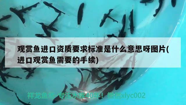 金魚缸的水發(fā)綠怎么辦視頻教程：金魚缸水變綠怎么處理 養(yǎng)魚的好處 第1張