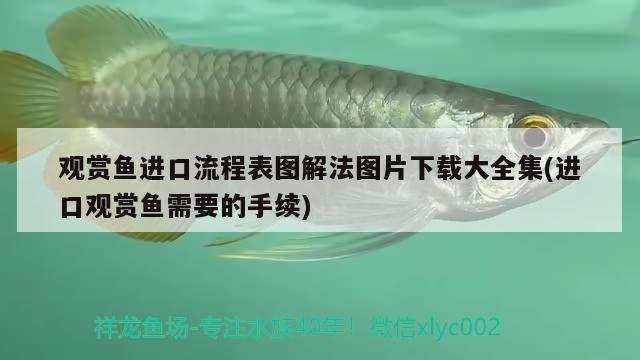 觀賞魚進(jìn)口流程表圖解法圖片下載大全集(進(jìn)口觀賞魚需要的手續(xù))