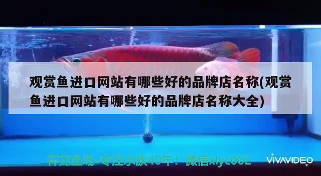 銀龍魚和白金龍魚的區(qū)別是什么（銀龍魚和白金龍魚的區(qū)別是什么圖片）