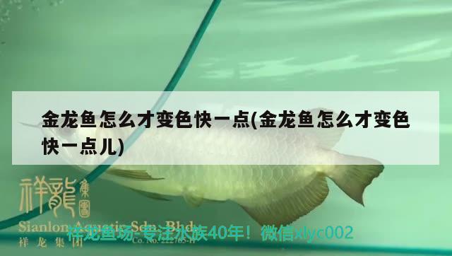 金龍魚(yú)怎么才變色快一點(diǎn)(金龍魚(yú)怎么才變色快一點(diǎn)兒) 觀賞魚(yú)魚(yú)苗