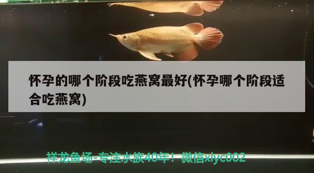 黑貓白貓：黑貓白貓能抓住老鼠就是好貓是誰(shuí)說的 貓貓 第1張