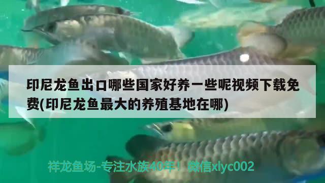 印尼龍魚出口哪些國家好養(yǎng)一些呢視頻下載免費(印尼龍魚最大的養(yǎng)殖基地在哪) 觀賞魚進出口