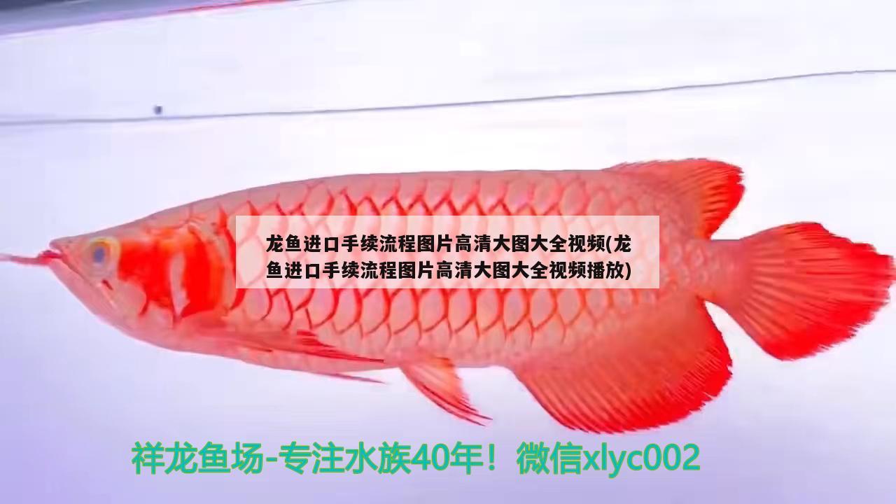 龍魚進口手續(xù)流程圖片高清大圖大全視頻(龍魚進口手續(xù)流程圖片高清大圖大全視頻播放) 觀賞魚進出口