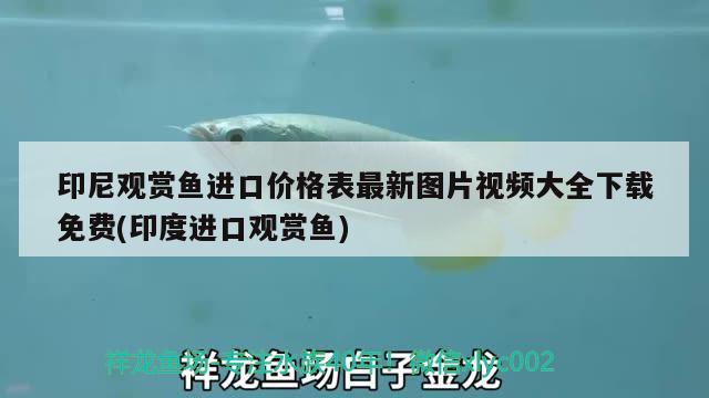 印尼觀賞魚進(jìn)口價(jià)格表最新圖片視頻大全下載免費(fèi)(印度進(jìn)口觀賞魚) 觀賞魚進(jìn)出口