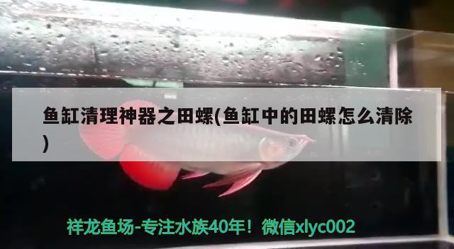 魚缸清理神器之田螺(魚缸中的田螺怎么清除) 小型觀賞魚