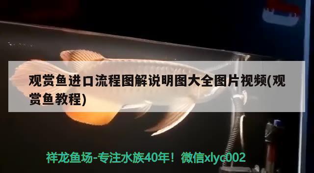 杭州元聲象素科技有限公司 觀賞魚企業(yè)目錄 第2張