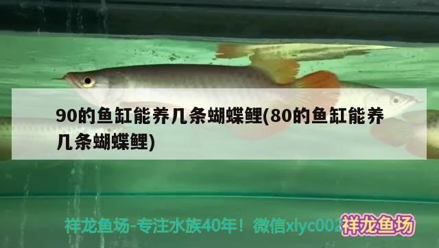 90的魚缸能養(yǎng)幾條蝴蝶鯉(80的魚缸能養(yǎng)幾條蝴蝶鯉)