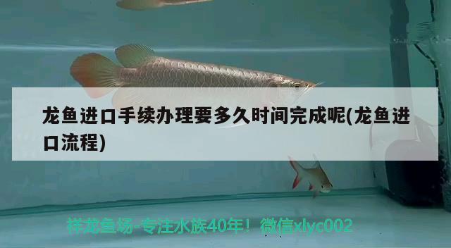 龍魚進(jìn)口手續(xù)辦理要多久時間完成呢(龍魚進(jìn)口流程) 觀賞魚進(jìn)出口