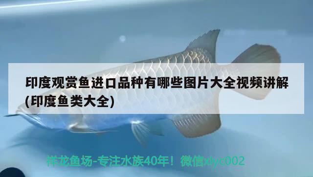 紅龍魚排名：頂級紅龍魚品牌有哪些 廣州水族批發(fā)市場 第1張