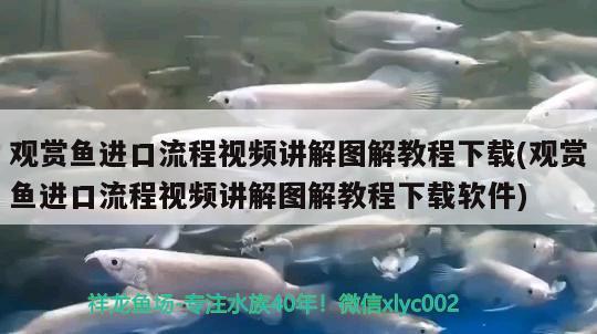 觀賞魚進(jìn)口流程視頻講解圖解教程下載(觀賞魚進(jìn)口流程視頻講解圖解教程下載軟件) 觀賞魚進(jìn)出口