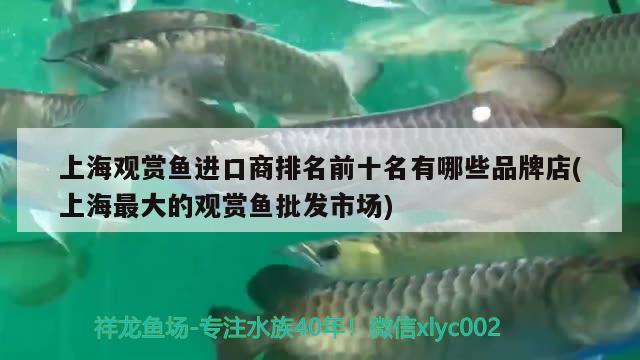 高背金龍魚能長(zhǎng)多大(高背金龍魚一年能長(zhǎng)多大)